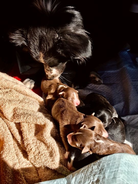 Photography titled "Aussie Puppies" by Igzotic, Original Artwork, Digital Photography