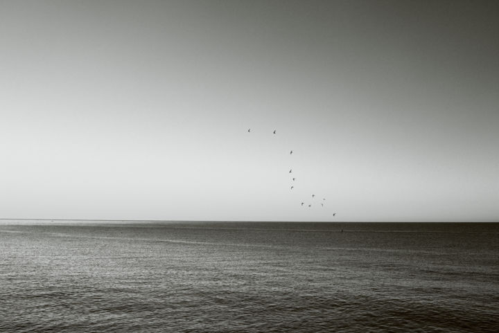rondine sul mare 摄影