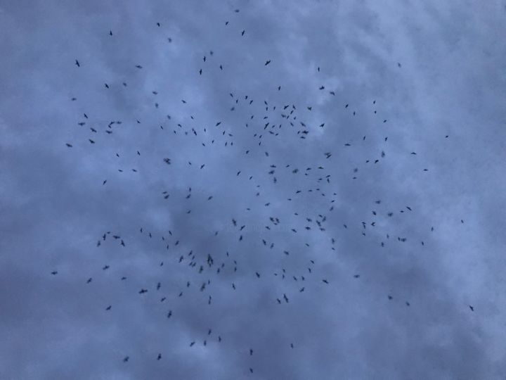 Les oiseaux 摄影