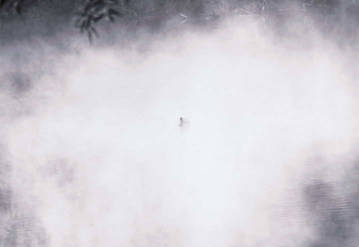 Photography titled "The morning duck" by Botas Bogdan, Original Artwork, Digital Photography