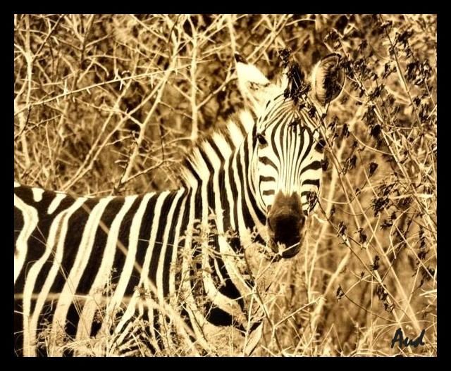 Photography titled "Zebra's of Africa" by Aud, Original Artwork