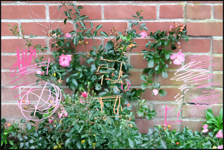 Digital Arts titled "Rose Wall*" by Gerald Shepherd F.F.P.S., Original Artwork, 2D Digital Work