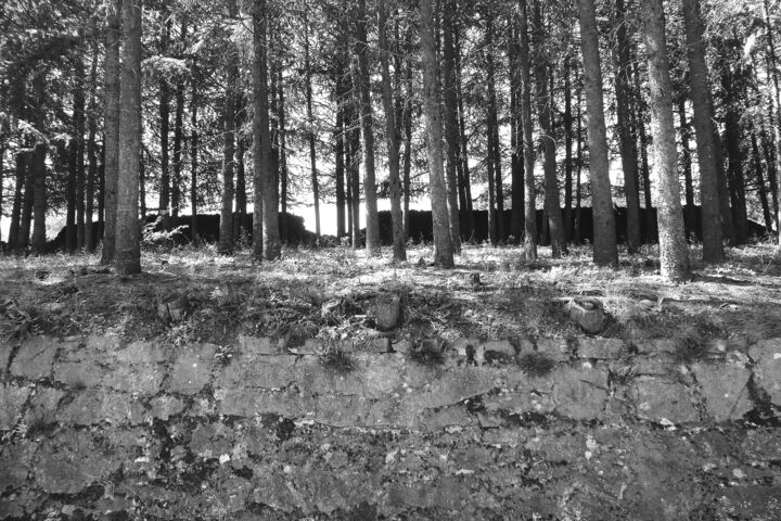 Une forêt en Ardèche 摄影