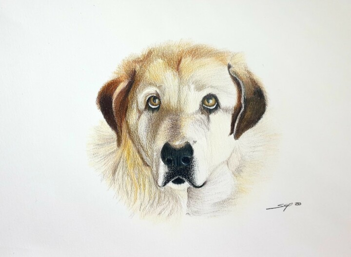 Old dog 绘画, 11.7x16.5 in