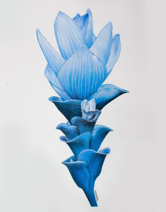 Turmeric Blossom 图画, 16.9x14 in