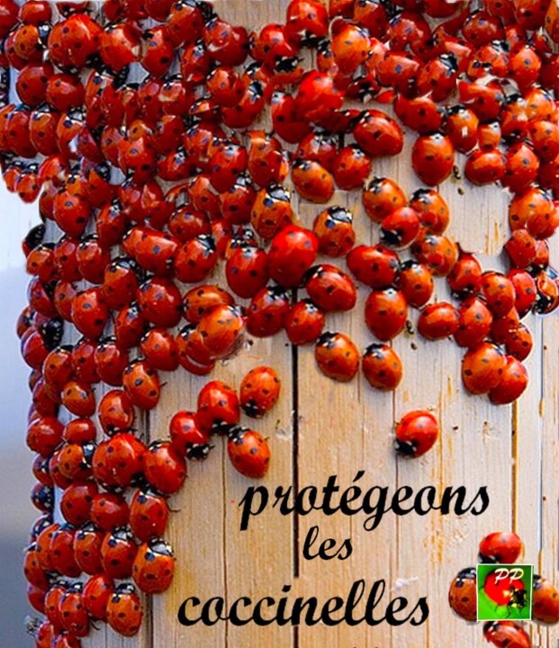 Protection des coccinelles