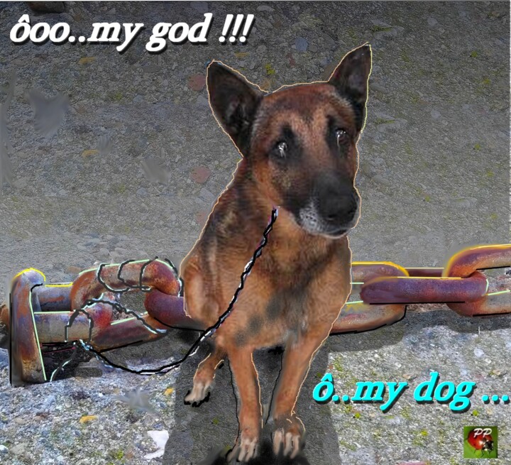 ABANDONNED DOG