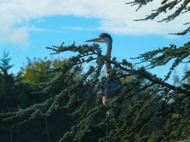 Photography titled "Heron perché" by Josić Photographie, Original Artwork, Manipulated Photography