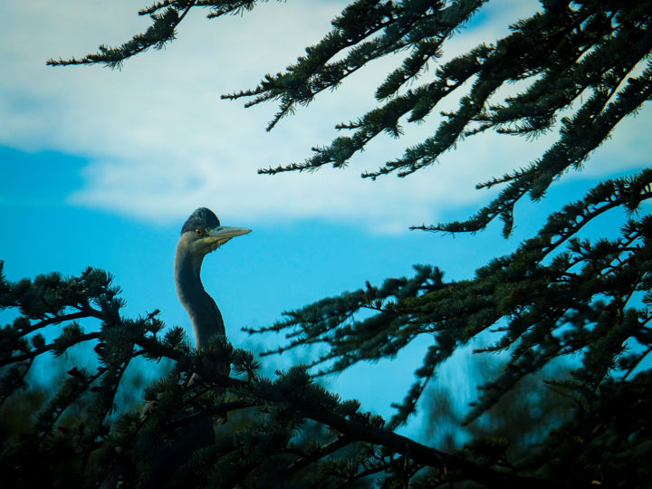 Photography titled "Heron cendré perché" by Josić Photographie, Original Artwork, Manipulated Photography
