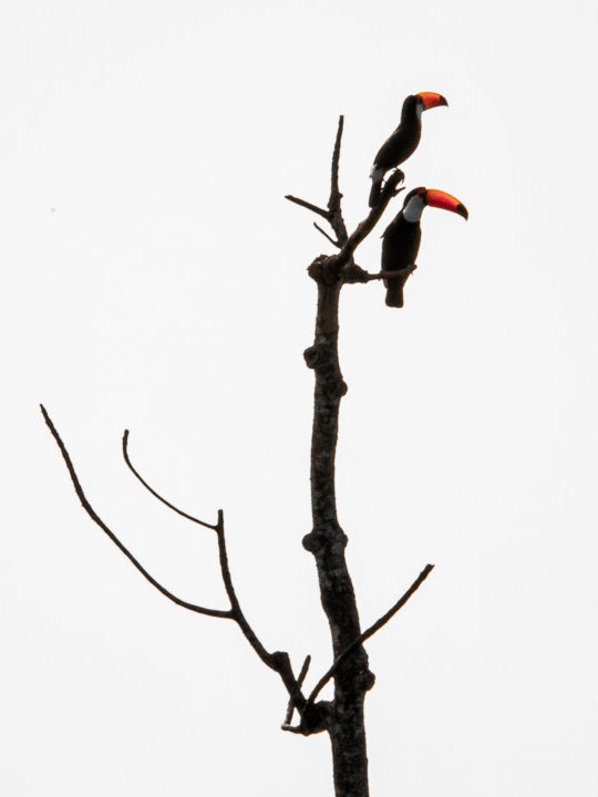 Tucani Photography