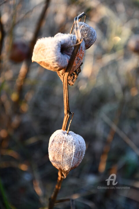 Photographie intitulée "Physalis en gelée" par Martine Maury, Œuvre d'art originale, Photographie non manipulée