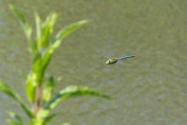 "Libellule." başlıklı Fotoğraf Seraphin tarafından, Orijinal sanat, Fotoşopsuz fotoğraf