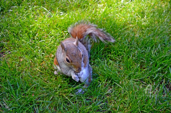 Photography titled "London squirrel (2)" by Claire Roussel, Original Artwork, Digital Photography