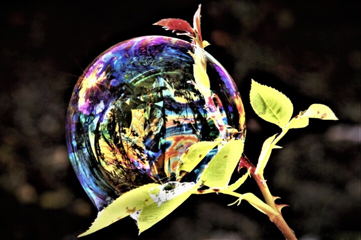 Photographie intitulée "Flamboyante" par Patrick Vincent, Œuvre d'art originale, Photographie numérique Monté sur Aluminium