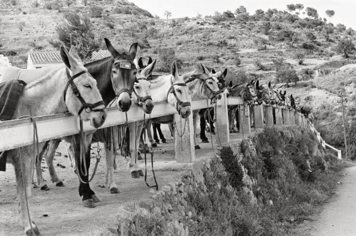 Photography titled "Anes Espagne" by Michel Poirier, Original Artwork, Analog photography