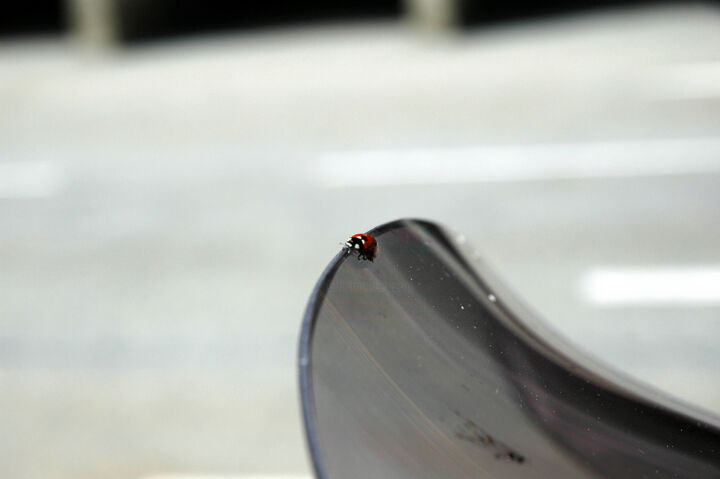 Une coccinelle sur le pare-brise 摄影