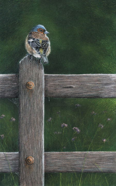 Disegno intitolato "Common chaffinch" da Mikhail Vedernikov, Opera d'arte originale, Pastello