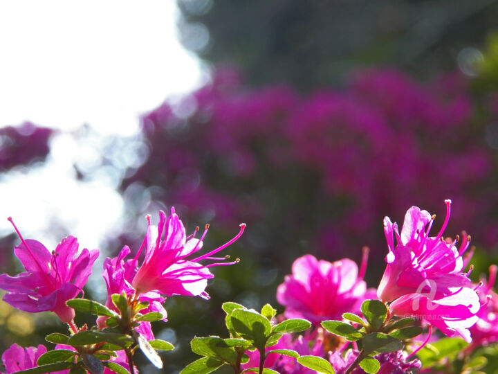 Une magnifique ligne botanique et differentes nuances 摄影
