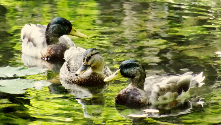 Colvert dimorphisme et réelles couleurs améliorées 摄影