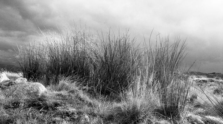Photography titled "'Sunlit Grasses' -…" by P. J. Collins, Original Artwork, Analog photography