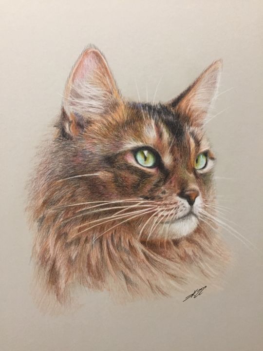 Tom 图画, 19.7x13.8 in