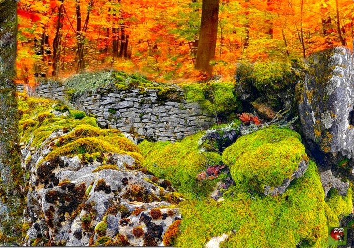 sous-bois lozérien