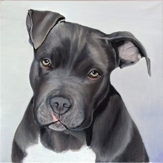 Staffordshire bull terrier 绘画, 15.8x15.8 in