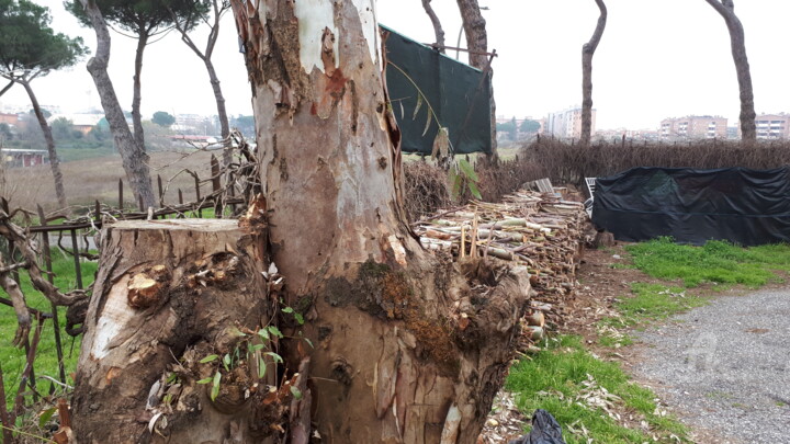 Photography titled "Tree trunk" by Aurelio Nicolazzo, Original Artwork, Digital Photography