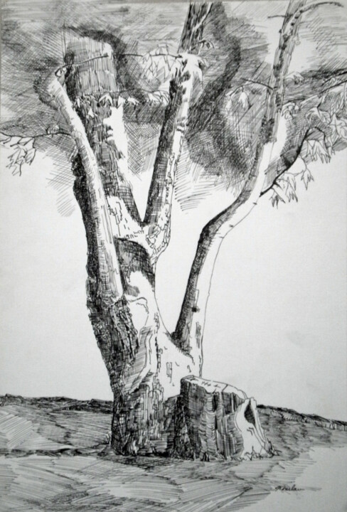 Olive Tree Drawing, 13.8x9.8 in