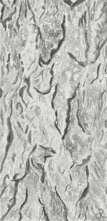Peau de pin Drawing, 7.3x3.5 in