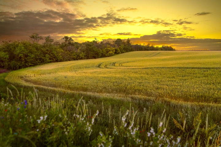 Fotografie getiteld "Пшеничное поле" door Evgeniy Cherkun, Origineel Kunstwerk, Digitale fotografie