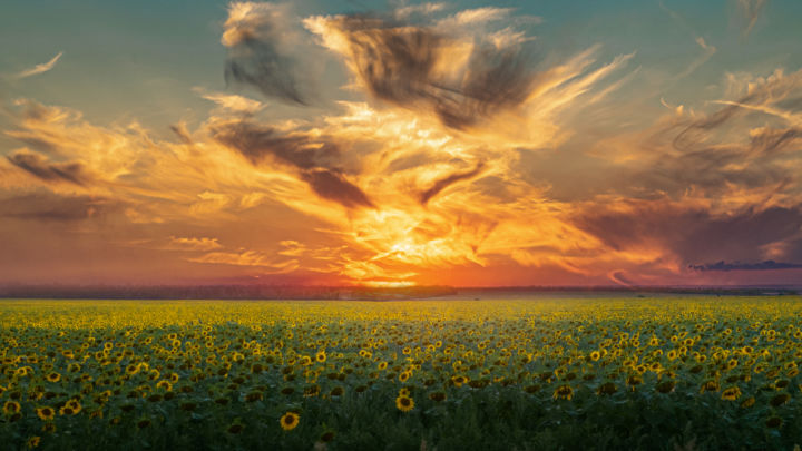 Fotografie getiteld "Подсолнухи" door Evgeniy Cherkun, Origineel Kunstwerk, Digitale fotografie