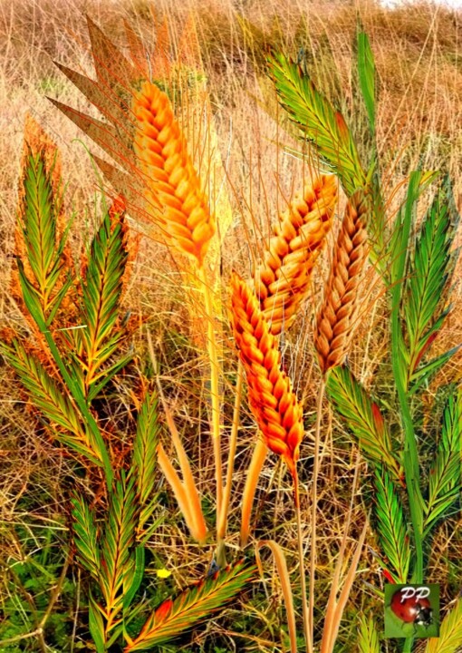 LE BON GRAIN ET L'IVRAIE