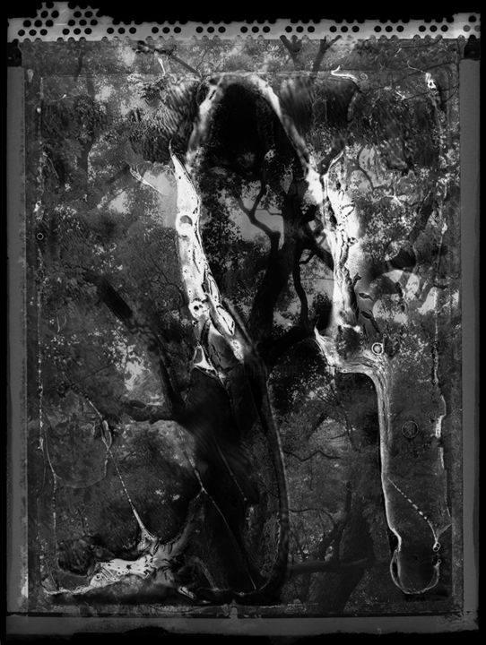Spirit of Forest 08 摄影, 16.1x11.4 in