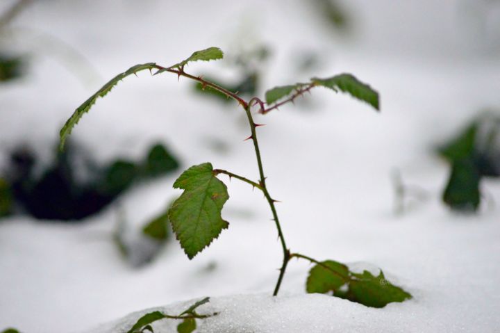 Photography titled "Froid piquant" by Claire Roussel, Original Artwork, Digital Photography