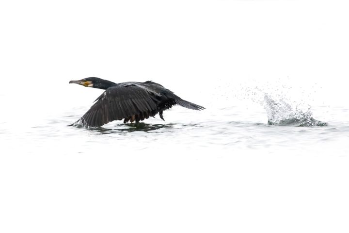 Cormoran 摄影, 15.8x23.6 in