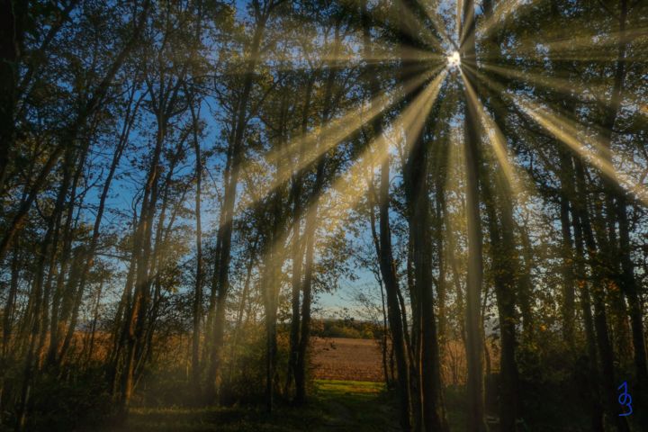 Photography titled "Sous-bois 1" by Imagelys Photographie, Original Artwork, Digital Photography