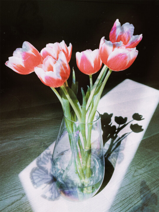 the butterfly and tulips 数字艺术