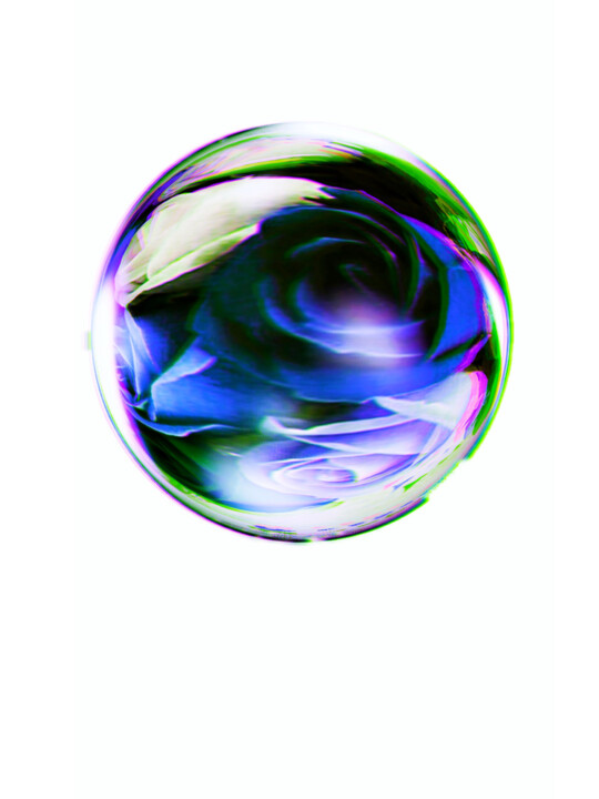 purple roses 数字艺术