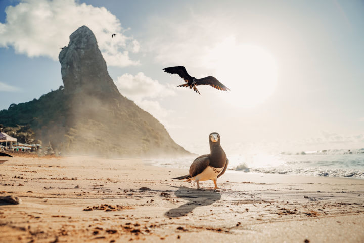 Fotografía titulada "Atobá e Fragata div…" por Breno Pessoa, Obra de arte original, Fotografía digital