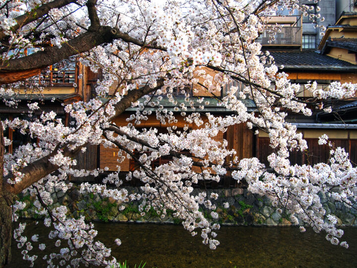 Kyoto. Shirakawa. 白川 (Spring) 摄影