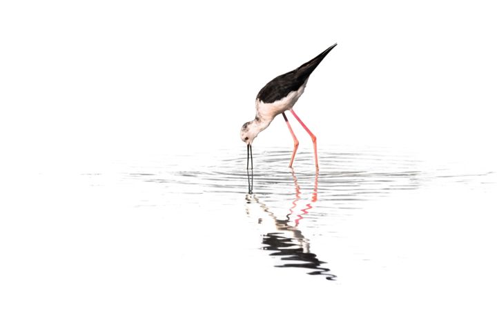 Miroir 摄影, 15.8x23.6 in