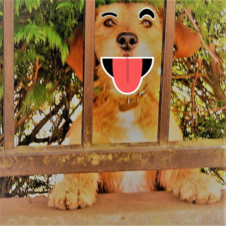Chien coquin 摄影