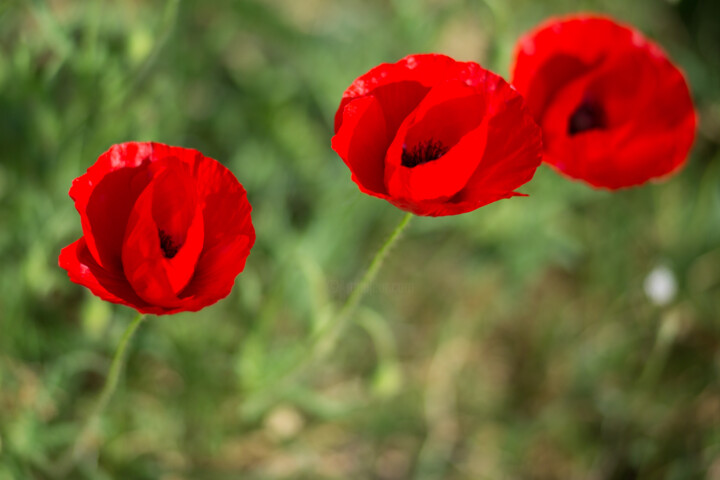 Trois coquelicots 摄影, 15.8x23.6 in