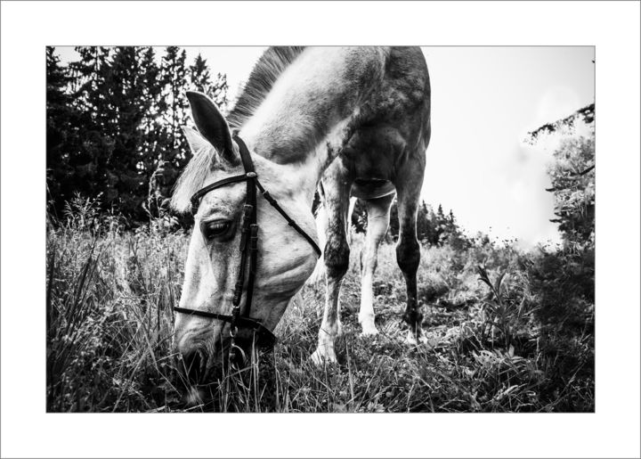 Horse 1 摄影