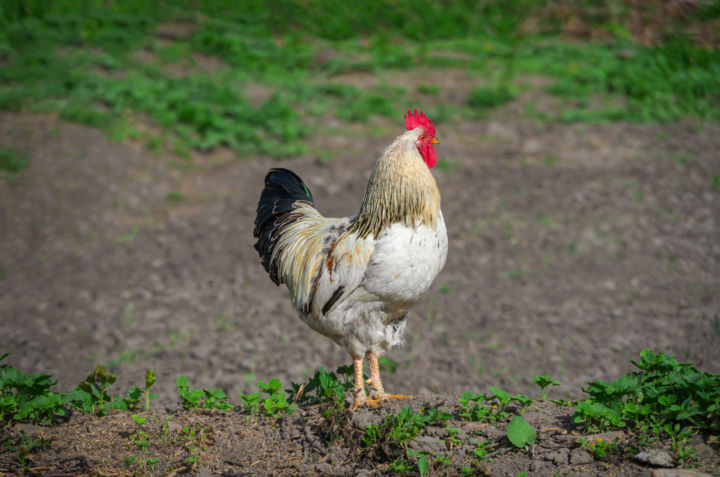 Variegated rooster with serious look 摄影