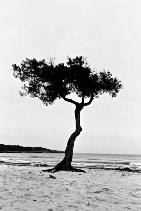"Arbre" 사진