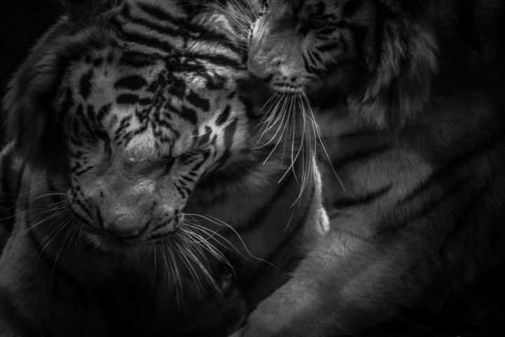 Photography titled "jeux de tigres" by Celyne Deporter, Original Artwork, Digital Photography