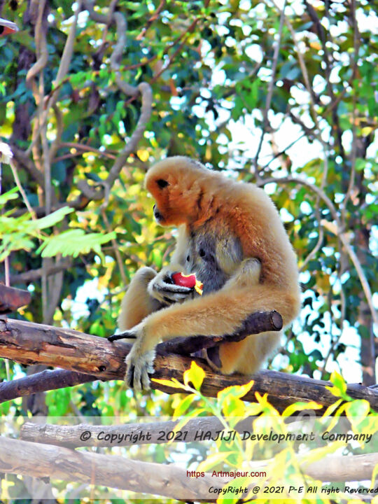 Coat colours of HYLOBATES GIBBON who is EATING AN APPLE 摄影