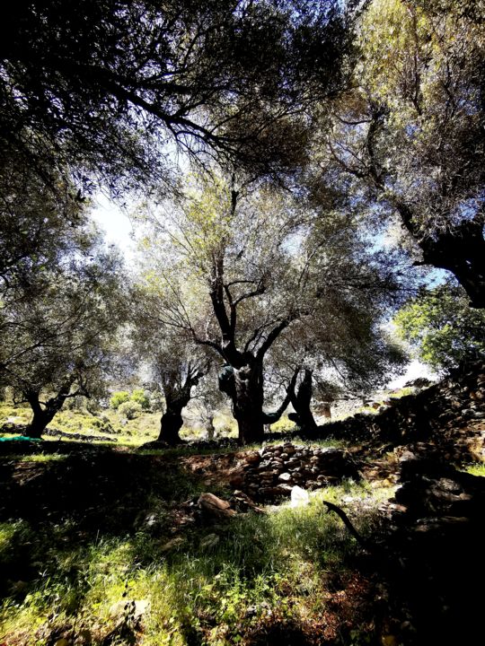 Jardin d'éden 摄影
